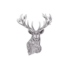 deer sketch