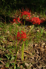 赤い花　彼岸花　秋