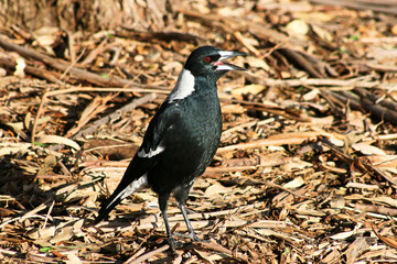 Australian Magpie on sunny summer day with blue sky