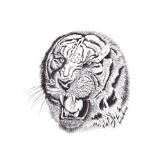 tiger head vector
