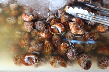 A top view of frozen sweet clams sold in the Thai seafood market.