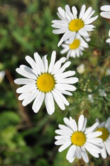 Fototapeta premium White field daisies with a yellow core on a green grass background