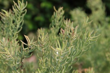 close up of a tree