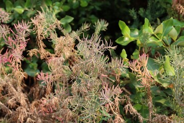 green moss on the ground