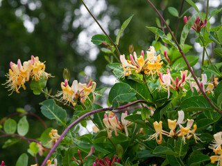 Blooming Late Dutch honeysuckle, Lonicera periclymenum  Serotina , closeup with selective focus