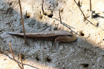 The goby is a fish belonging to the (Oxudercinae) subfamily of the goby family, widely distributed in mud seas and tropical mangroves