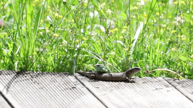 Zwei Eidechsen, Reptilien, m&auml;nnlich und weiblich zur Paarungszeit im Garten. 