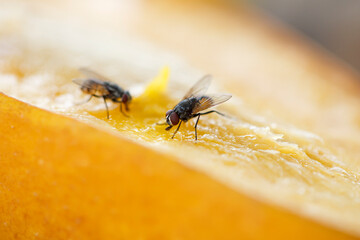 Flies eat fruit