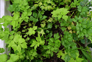 Closeup of Fresh green vegetables Green vegetables are planted in the field at Thailand.