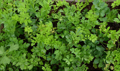 Closeup of Fresh green vegetables Green vegetables are planted in the field at Thailand.
