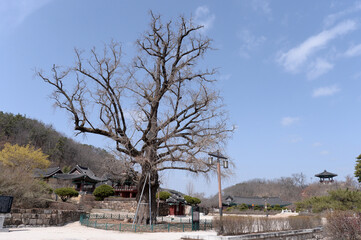 Imgoseowon Confucian Academy in Yeongcheon, Gyeongsangbuk-do province, South Korea. Filming on March 17, 2021
