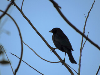 blackbird on a branch