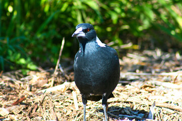 Close up of Australian black and white magpie bird on sunny summer day