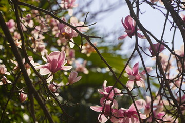 pink magnolia flowers