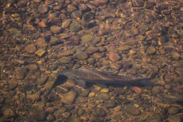 Fish in clear water, view from above