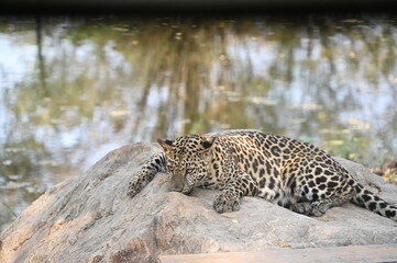 Fototapeta na wymiar Female leopard (The body is dark brown with black dots, scientific name: Panthera pardus) has fierce eyes and looks forward. A leopard crouches on a rock in front of a large pond inside an open zoo. 