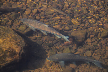 Fish in clear water, view from above