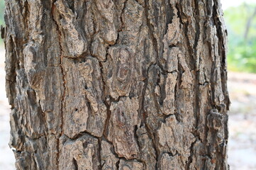 Beautiful bark pattern Traces of separation can be clearly seen, perfect for background images.
