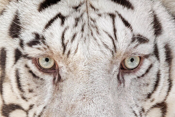 Close-up Eyes of White Bengal Tiger was Staring