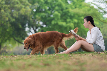 Golden Retriever accompanies a woman to read a book in the grass