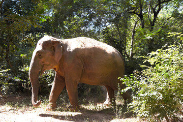 Moment of Elephant in natural jungle