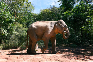 Fototapeta na wymiar Moment of Elephant in natural jungle