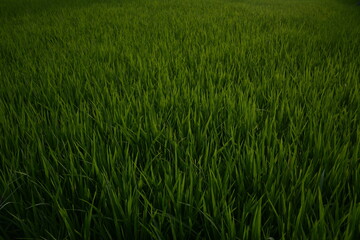 a close-up of rice in the rice fields in the morning which looks green
