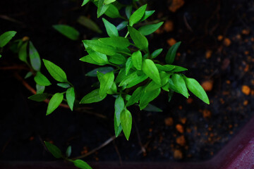 Fourteen days bird eye chili plant