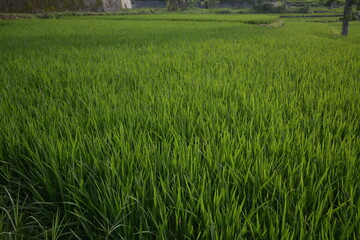 a close-up of rice in the rice fields in the morning which looks green