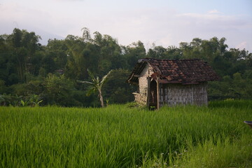 Fototapeta na wymiar view of rice fields with traditional houses made of bamboo near the forest.
