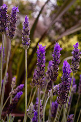 lavender flowers close up