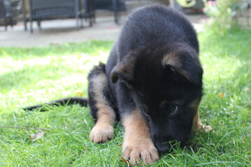 German Shepherd puppy outdoors in grass