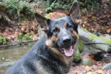 german shepherd dog