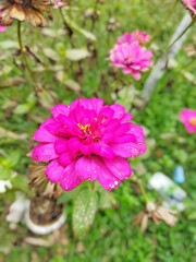 selectively focus on zinnia flowers