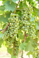 Vine and bunch of white grapes in garden
