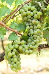 Vine and bunch of white grapes in garden