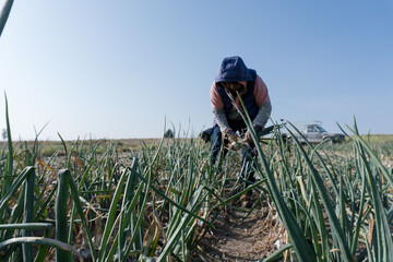 a farmer harvesting ripe onions on a field mexican