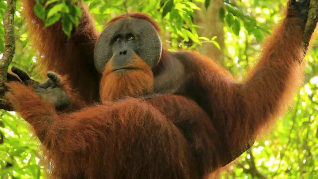 Observant Sumatran Orangutan hanging onto branch in Sumatra, Indonesia - Low angle medium close up shot