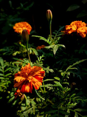 orange flowers in the garden