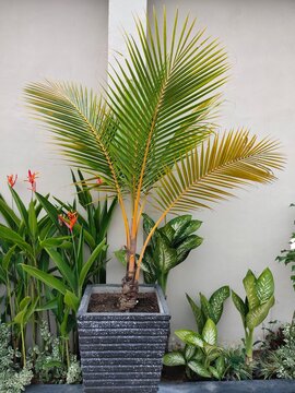 ornamental yellow palm(Dypsis lutescens) plants isolated in pots. heliconia psittacorum, Aglaonema, caladium humboldtii mini, Nyctanthes arbor-tristis