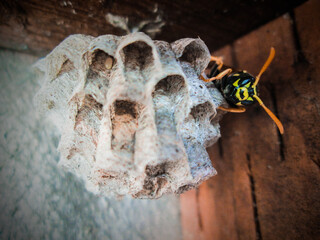 mother wasp sitting on top of her wasp nest 