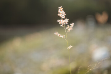 grass in the wind