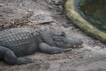 large American alligator at St. Augustine Alligator Farm Zoological Park