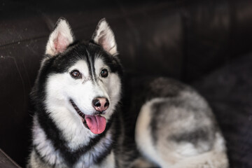 siberian husky dog sitting on the sofa grinning happily