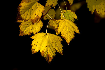 Autumn yellow leaves against a dark background near the Sweetcreek Falls in northeast Washington.
