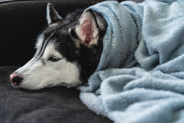 siberian husky puppy sleeping in a soft blanket  © Anciens