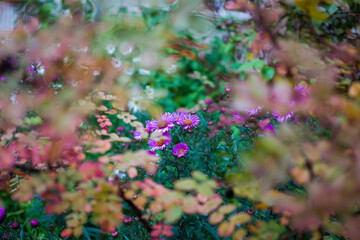 Bluish Aster Tongolensis, Family Compositae