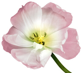 Light pink  tulip.  Flower on a white isolated background with clipping path.  For design.  Closeup.  Nature.