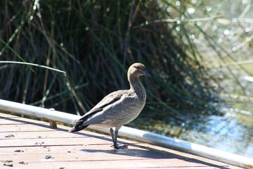 Cute brown and grey ducks standing on suburban wetland wooden dock, pier, with brown lake pond water in background, sunny summer day