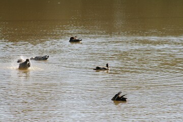 Brown ducks swimming in suburban wetlands lake, brown water, splashing, sunny summer day. 